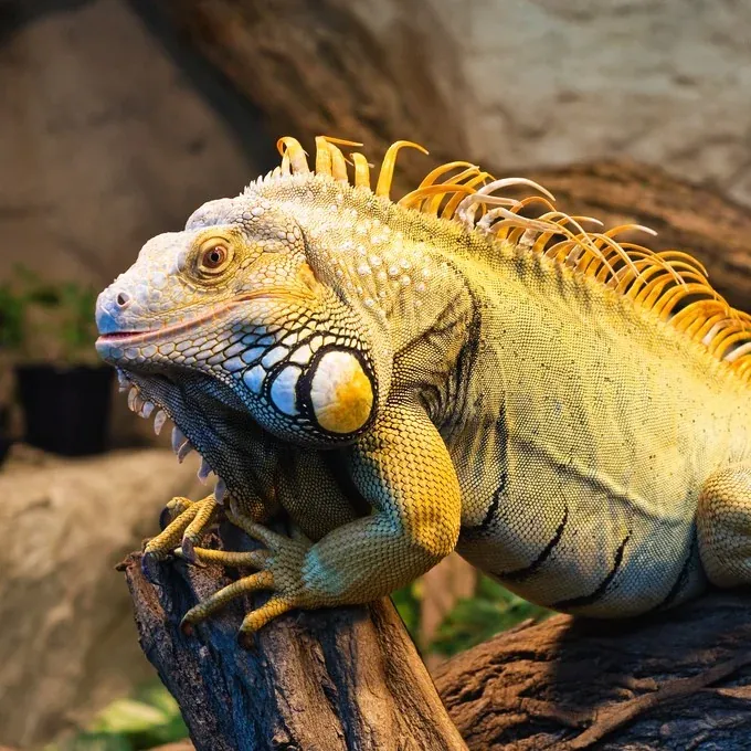 What Animal Are You? Personality Quiz